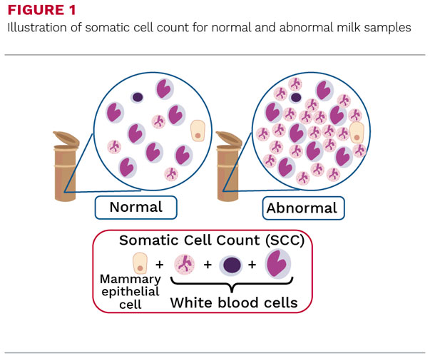 Illustration of somatic cell count for normal and abnormal milk samples