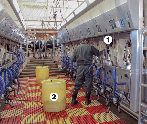 Training milking staff to focus on teat end cleaning during milking preparation