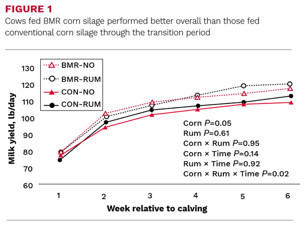 Cows fed BMR corn silage perfromed better overall