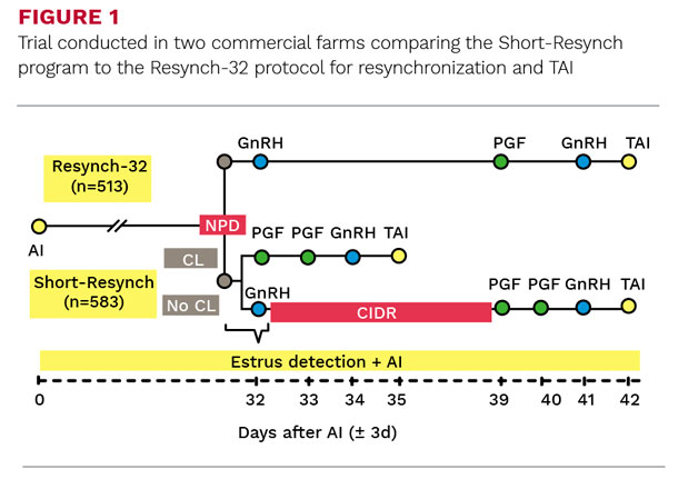 Trial conducted in two commercial farms comparing the Shrot-Resynch program
