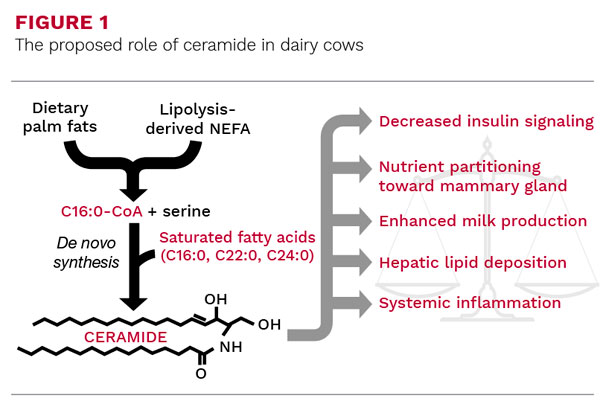 The proposed role of ceramide in dairy cows