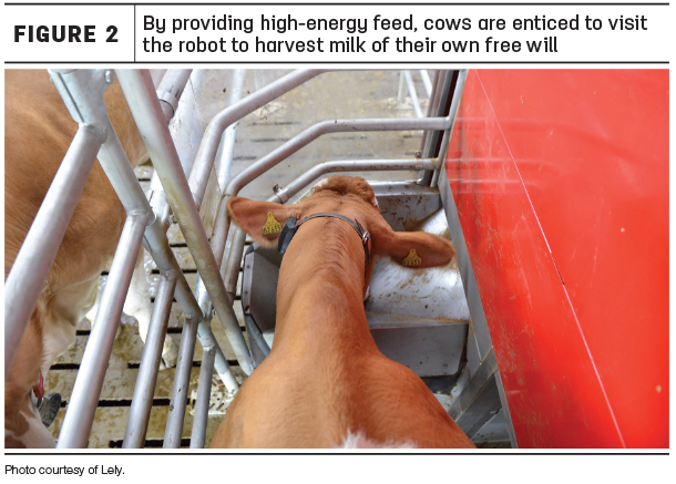 By providing high-energy feed, cows are enticed to visit the robot