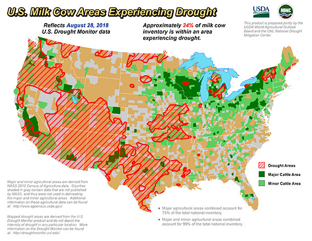 cow drought