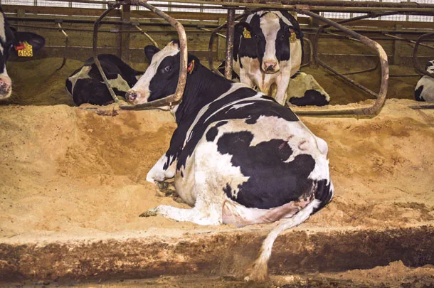 Cow laying in freestall