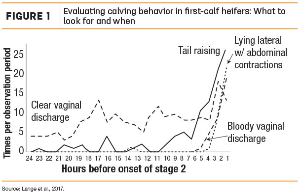 Evaluationg calving behavior in first-calf heifers