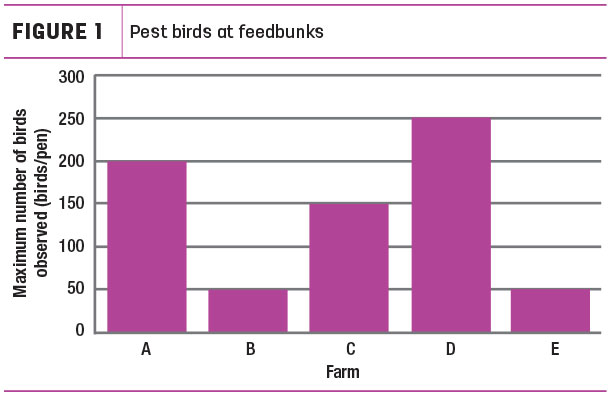 Pest birds at feedbunks