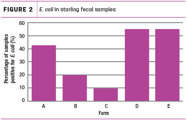 E. coli in starling fecal samples