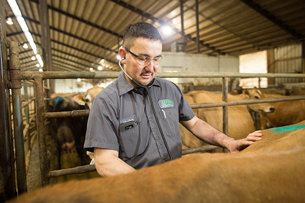 vas cowcare 2