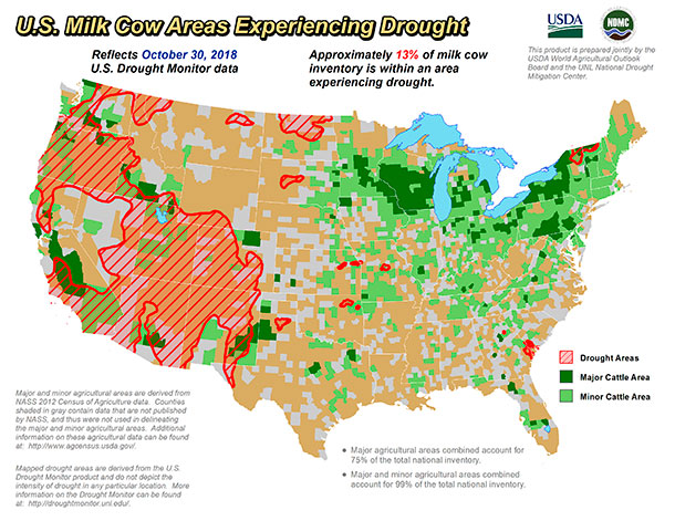 drought cows