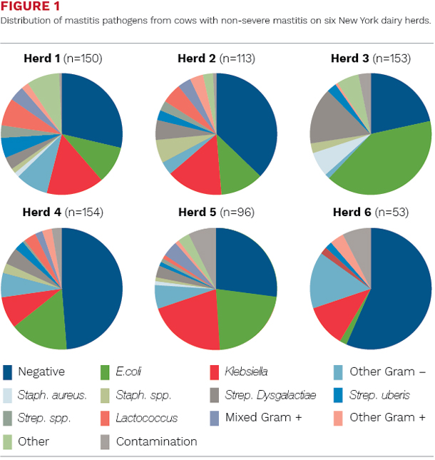Distribution of mastitis pathogens from cows with non-severe mastitis