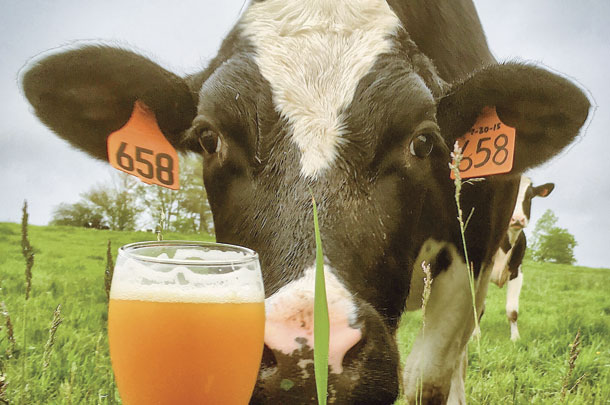 A Holstein cow from Carter-Stevens Dairy sniffs one of Stone Cow Brewery's beers