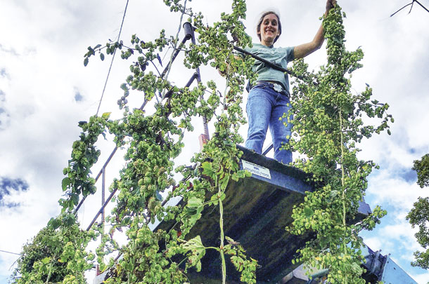 Molly Stevens DuBois harvesting hops at Stone Cow Brewery