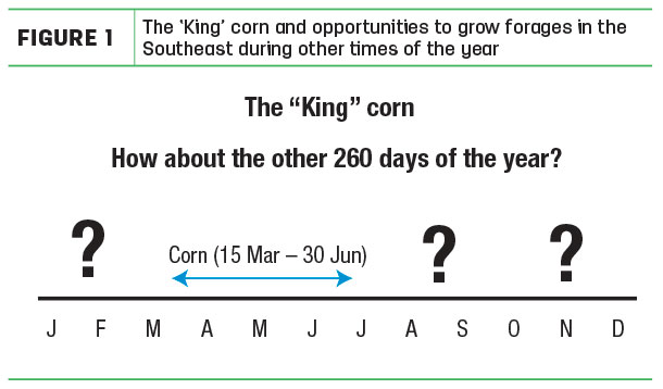 The 'King' corn and opportunities to grow forages