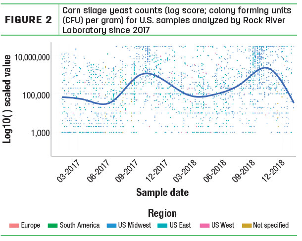 Corn silage yeast counts 
