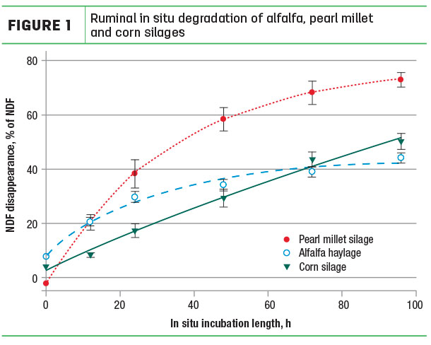 Ruminal in situ degradation of alfalfa, pearl millet and corn silages