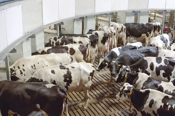 cows freely enter each milking robot as they are available for use