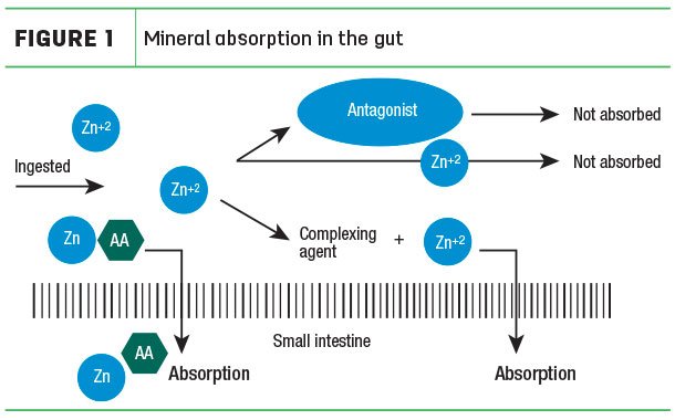 Mineral absorption in the gut