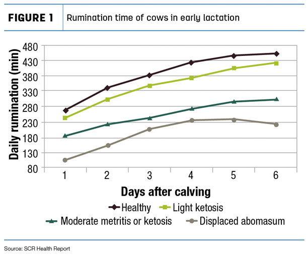 Figure 1 Rumination in fresh cows