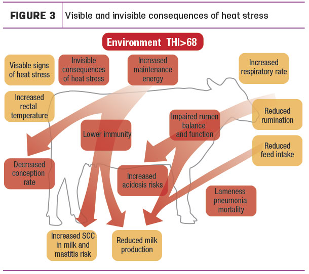 Visible and invisible consequences of heat stress