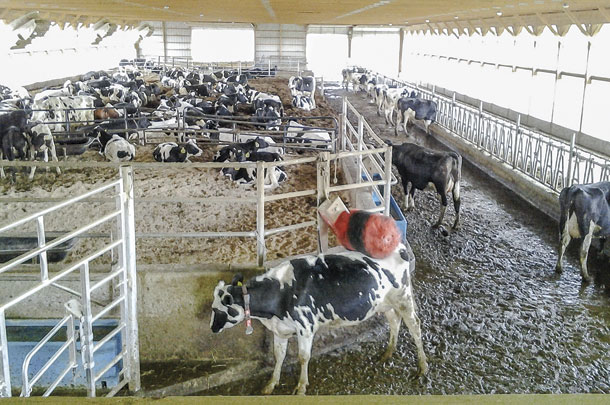 River Ridge Dairy dedded pack barn 