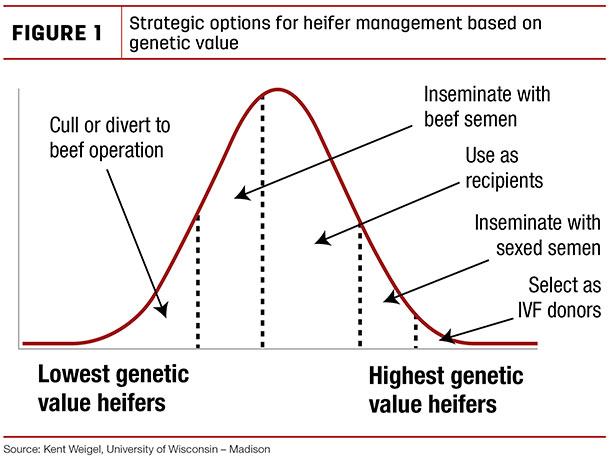 Strategic options for heifer management based on genetic value