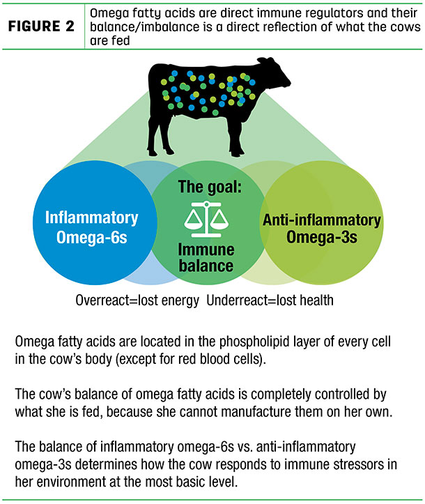 Omega fatty acids are direct immune regulators and theri balance