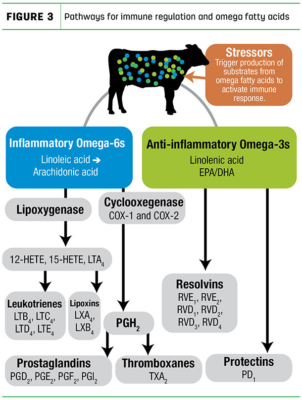 Pathways from immune regulation and omega fatty acids