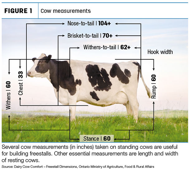 cow dimensions