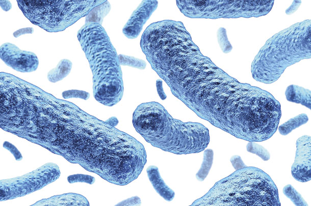 Bacillius bacteria is rod-shaped