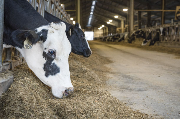 Bunk management is a simple way to help increases feed intake