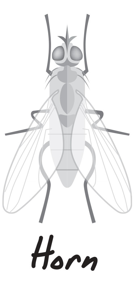 Horn Fly