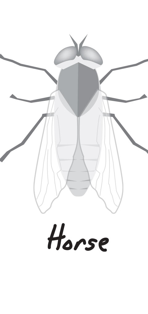Horse Fly