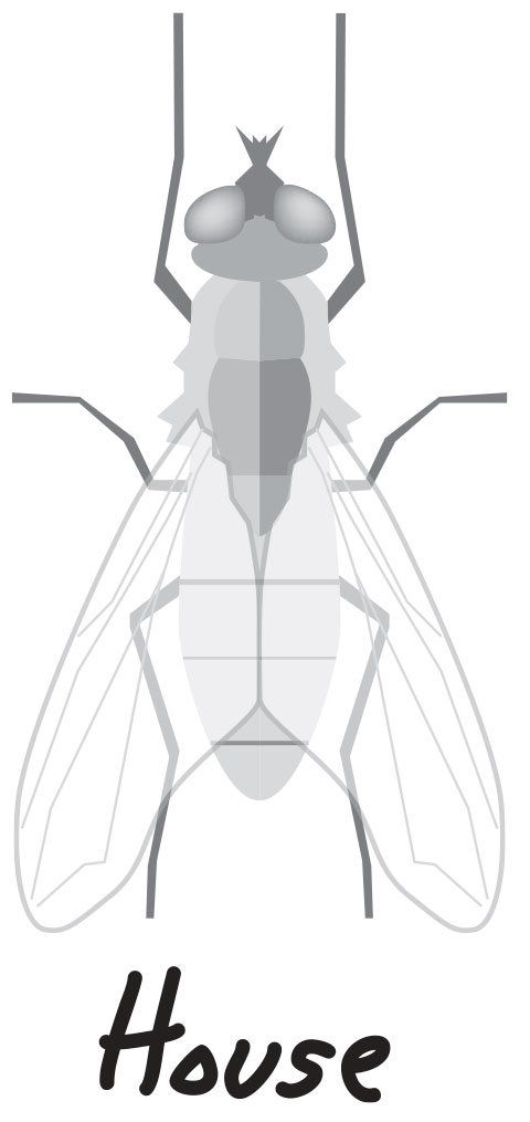 House Fly