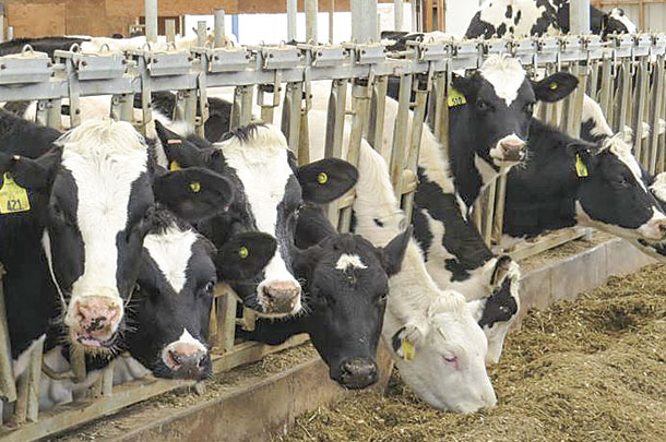 Ever Green View Dairy herd