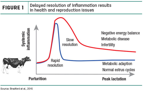 Delayed resolution of inflammation results in health and reproduction issues