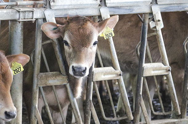 Jeresey calves
