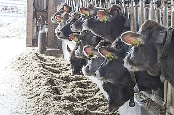 The Cinnamon Ridge herd has earned national recognition in the Jersey breed for milk
