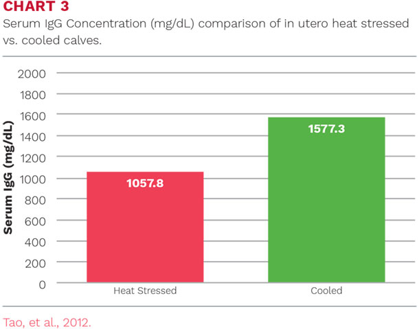 Serum IgG Concentration (mg/dL) comparison of in utero heat stressed vs. cooled calves