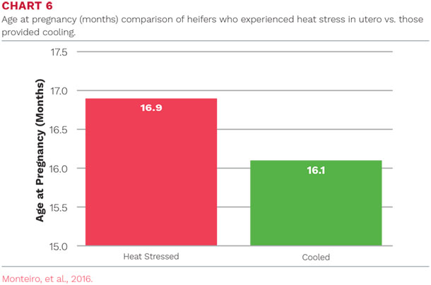 Age at pregnancy (months) comparison of heifers who experienced heat stress in utero vs. those provided cooling