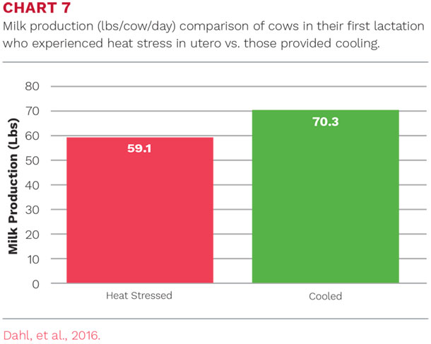 Milk production (lbs/cow/day) comparison of cows in their first lactation who experienced heat stress