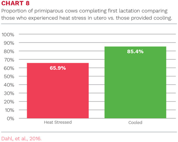 Proportion of primiparous cows completing first lactation comparing those who experienced heat stress