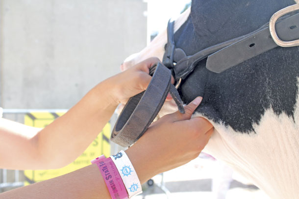 Hold the halter correctly