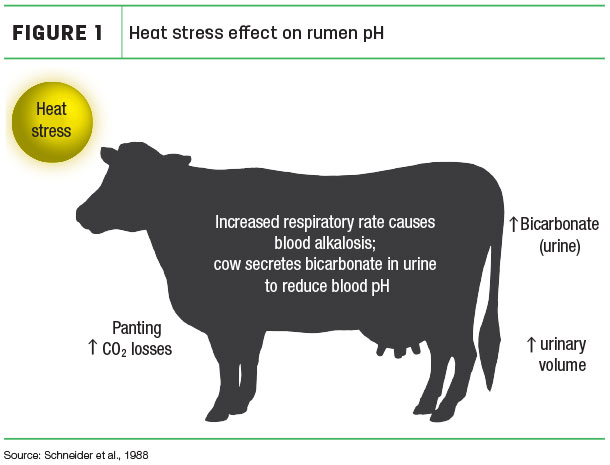 Heat stress effect on rumen pH