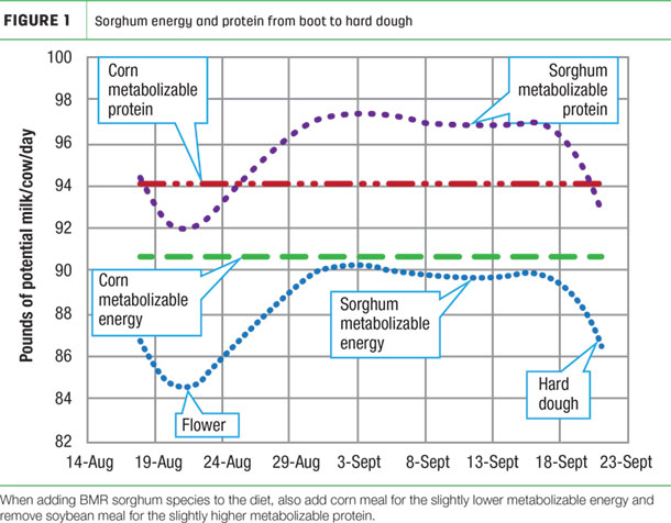 Sorghum energy and protein from boot to hard dough