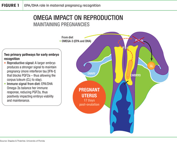 EPA/KHA role in maternal pregnancy recognition 