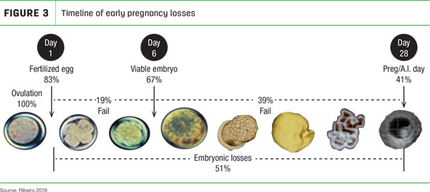Timeline of early pregnancy losses