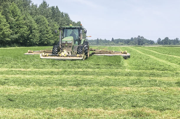 Strong grass crop