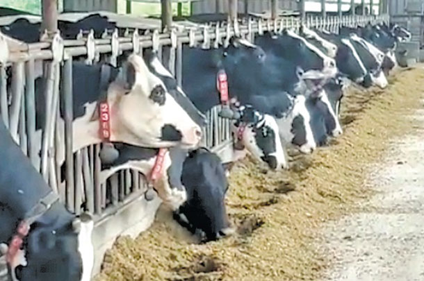 Cow cooling is a priority in summer