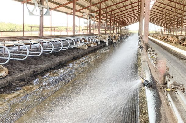Wickstroms converted their freestall barn's water-drenching cow cooling system from high-flow to low flow nozzles to lo