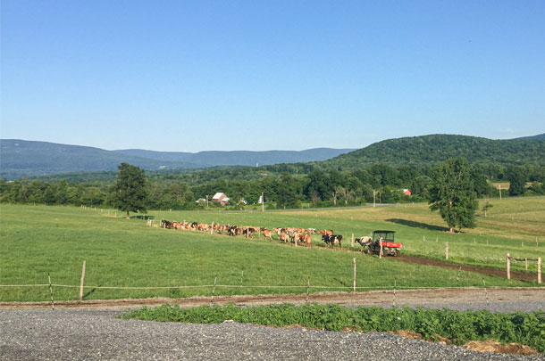 cows grazing